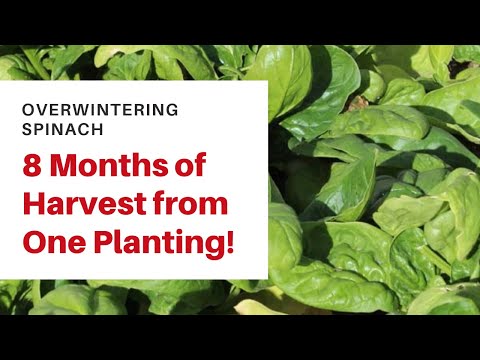 How To Grow Spinach Over the Winter - 8 months of Harvest from ONE Planting