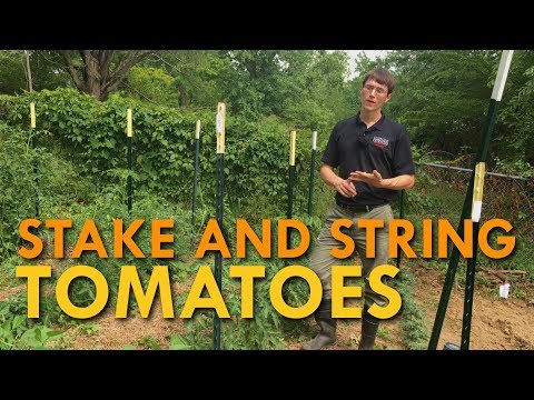 How to Stake and String Tomatoes in the Home Garden