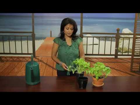 How to Care for a Basil Plant