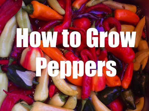 How To Grow Peppers