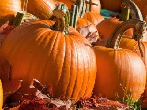 planting & growing pumpkins - common problems and tips - southern california gardening