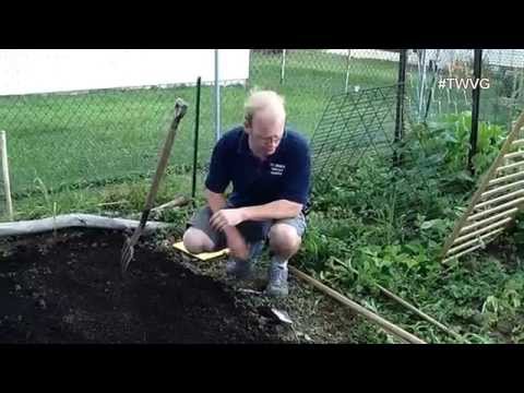 Fall Rutabaga & Turnip Planting, To Keep Weeds or Not?-The Wisconsin Vegetable Gardener