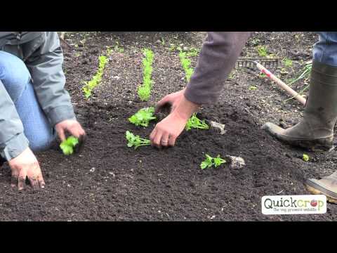 How To Grow Celery - A Quick Guide
