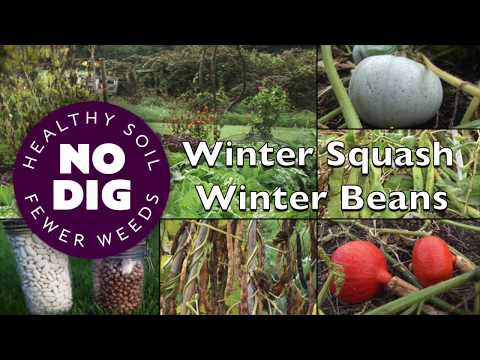 Winter Squash Winter Beans: food to store for months, from autumn harvests