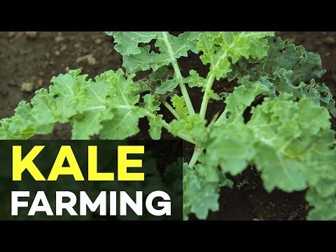 Kale in the Philippines: How to Grow Kale in the Philippines - The Queen of all Plants