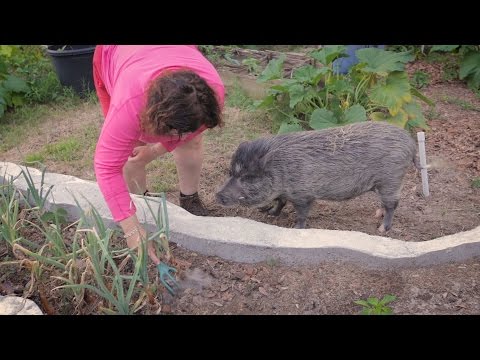 Becky's Vegetable Garden Layout