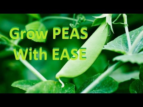 How to Grow Delicious Organic Peas - Complete Growing Guide