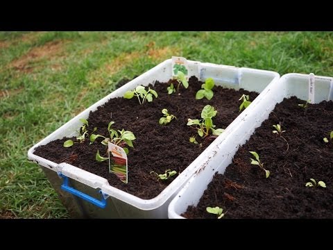 How to Turn $3 Storage Containers Into an Edible Garden