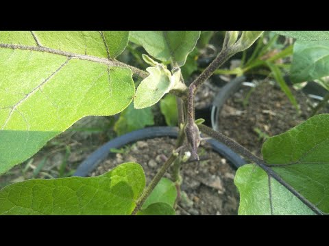 How to grow eggplant in pots and simple work at home - my agriculture