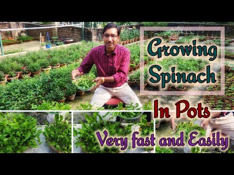 Grow Spinach Very fast in Container with full updates
