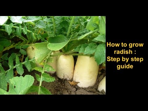 How to grow Radish: Step by step complete guide