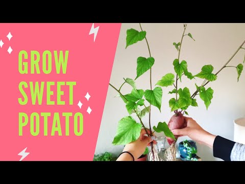 HOW TO GROW SWEET POTATOES IN WATER | Houseplant Sweet Potato Vine