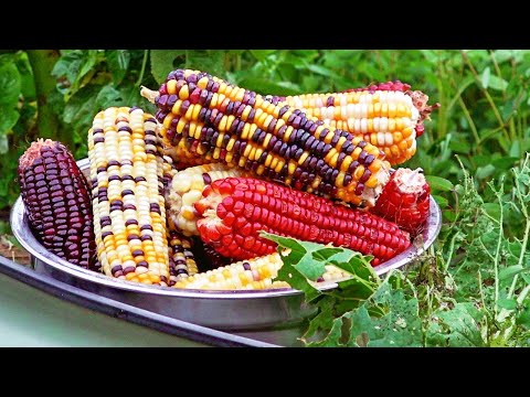 Growing Rainbow Corn & What Does It Taste Like?