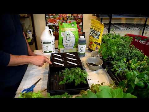 How to Use Worm Castings for Your Tomato & Vegetable Seed Starts: Starting Tomatoes NO Grow-Lights!