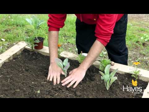 How To Plant Cauliflower | Hayes Garden World