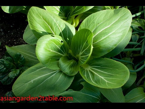 Introduce Bok Choy and how to grow them