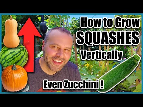 How to Grow Squash Vertically...EVEN ZUCCHINI! Small Space Gardening.