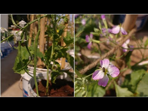 How to Grow Radish Pods