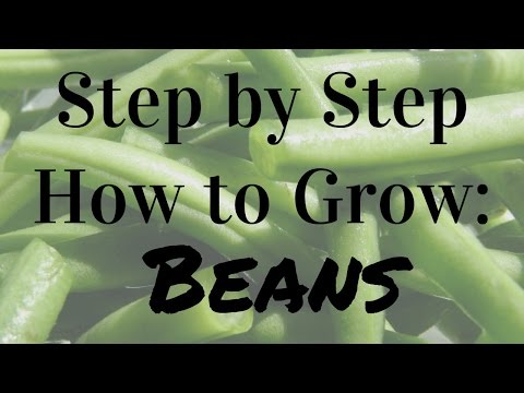 How to Grow Bush & Pole Beans - Complete Growing Guide
