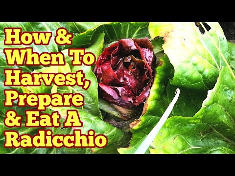 Radicchio: How & When To Harvest, Prepare & Eat/ From Garden To Plate/ Allotment Kitchen Garden