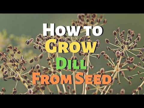 How to grow dill from seed
