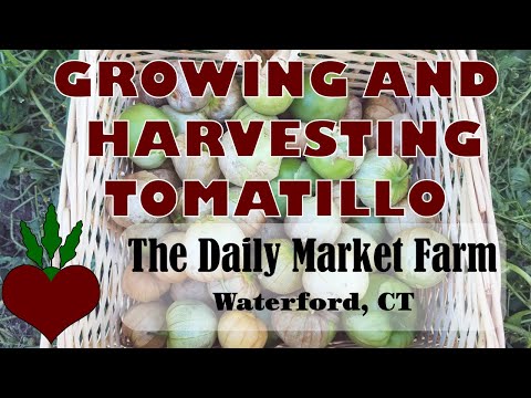 Growing and Harvesting Tomatillo