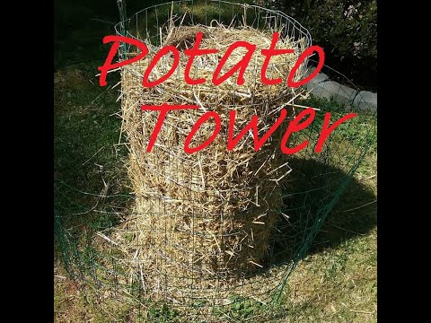 #1 Best Way to Build a Potato Tower - How to grow Potatoes