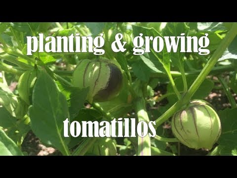Planting & Growing LOTS of Tomatillos - southern california gardening