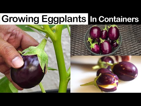 Growing Eggplants - Container Little Prince Eggplant