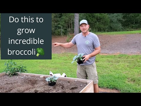 How to Plant and Grow Broccoli for Fall Harvest