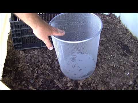 WORM CASTING vs Compost REAL TRUTH - which is better?