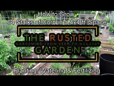 How to Grow 64 Stalks of Corn in a 4x4 Foot Space:  Principles, Planting, Watering & Fertilizing