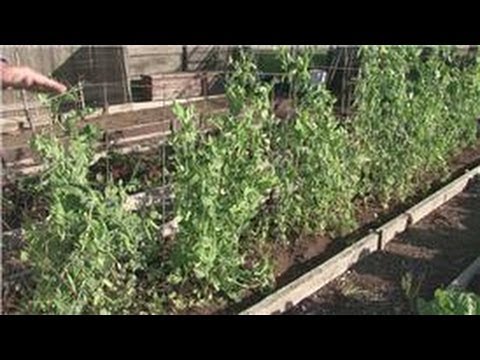 Food Gardening : How to Stake Peas in a Garden