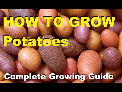 How to Grow Potatoes - Complete Growing Guide