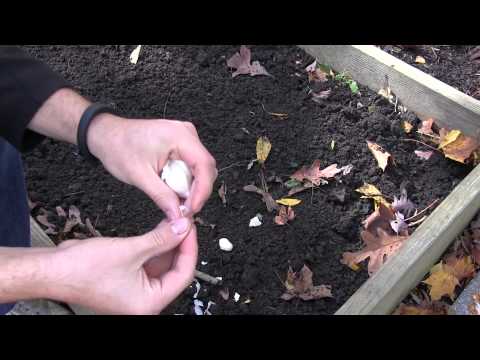 How to Grow Garlic In Spring or Fall - Complete Growing Guide |
MIgardener