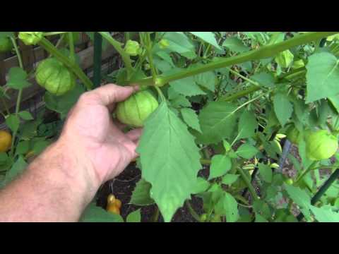 Growing Tomatillos and Jalapeno peppers