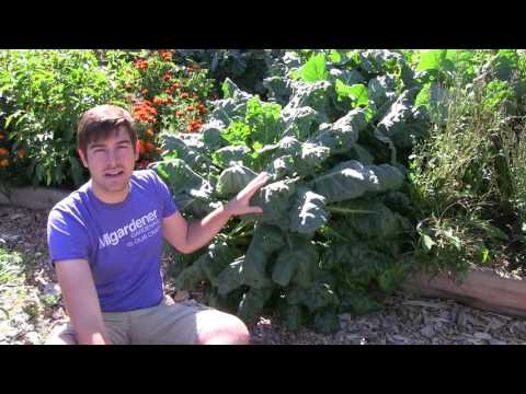 How to Grow Brussel Sprouts - Complete Growing Guide