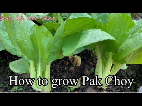 How To Grow Pak Choy |Growing Pak Choi |Planting Bok Choy