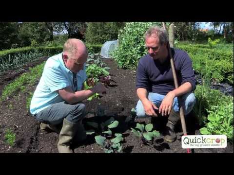 How To Grow Kohlrabi With Quickcrop