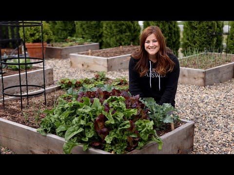 How to Grow Spinach for Beginners! ???????// Garden Answer