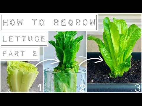 HOW TO REGROW LETTUCE Part 2: When & How To Plant In Soil