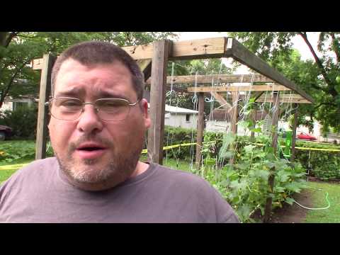 How To Save Time Growing Tomatoes Vertically by Using a Mooring HItch Knot