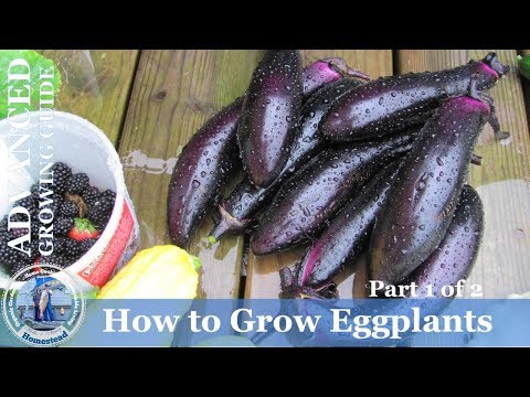 How To Grow Eggplants (ADVANCED) Growing Guide