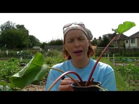 How To Plant Rhubarb - Claire's Allotment Part 237