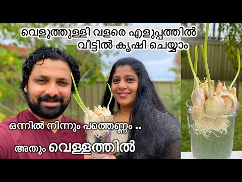 ???????????? ?????????? ????????????????? ???? ???? ??????????~How to grow garlic at home~Kerala