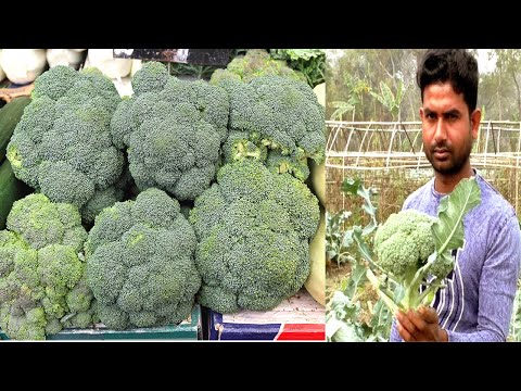 How to Grow Broccoli - Agriculture Farming  Business Ideas with Low Investment and High Profit