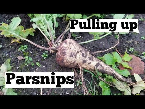 Parsnip reveal | digging (pulling) up parsnips | allotment growing