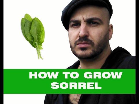 How to grow Sorrel – from seed to pot