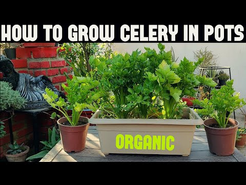 How To Plant Celery | FULL INFORMATION