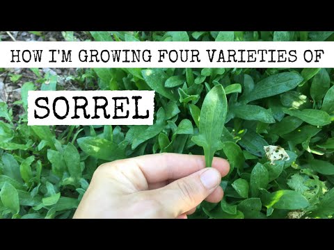 I'M GROWING FOUR TYPES OF SORREL THIS YEAR, AND I ONLY PLANTED TWO